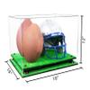 Better Display Cases Acrylic Double Football and Helmet Display Case - Large Rectangle Box with Clear Case, Black Risers and Turf Base 18" x 14" x 12" (A014/B60) view 2
