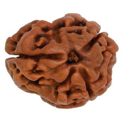 Aashita Creations 3 Mukhi Lab Certified Rudraksha (Origin Nepal) Good Shape & Matured Bead