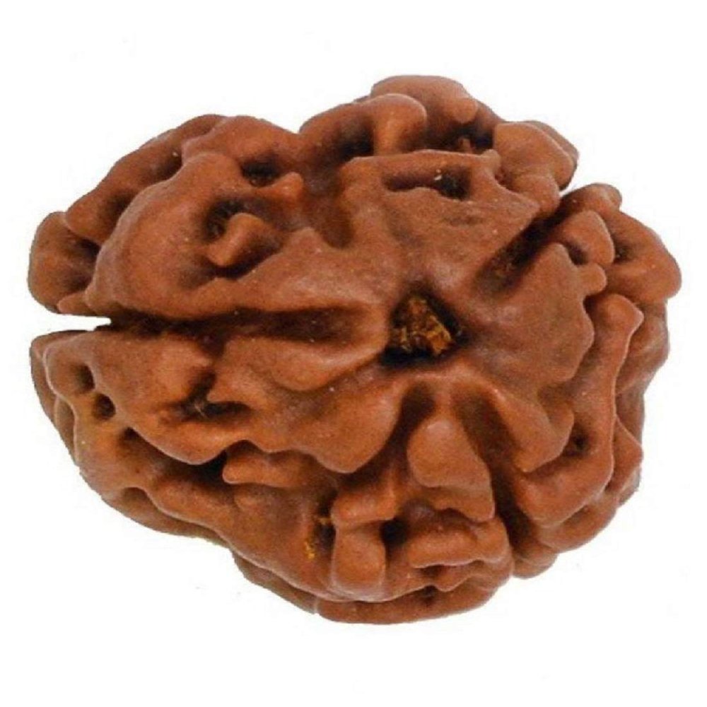 Aashita Creations 3 Mukhi Lab Certified Rudraksha (Origin Nepal) Good Shape & Matured Bead