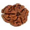 Aashita Creations 3 Mukhi Lab Certified Rudraksha (Origin Nepal) Good Shape & Matured Bead view 1