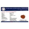 Aashita Creations 3 Mukhi Lab Certified Rudraksha (Origin Nepal) Good Shape & Matured Bead view 2