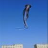New Giant 65ft Capricorn Octopus Kite for Adults Large Soft Inflatable Show Parafoil Octopus Kites view 4