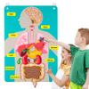 Craftstory Teaching Body Parts Felt Board Stories for Toddlers, Arts Crafts Toys for Kids Sensory Activities Teacher Daycare Supplies view 1