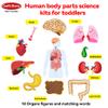 Craftstory Teaching Body Parts Felt Board Stories for Toddlers, Arts Crafts Toys for Kids Sensory Activities Teacher Daycare Supplies view 4