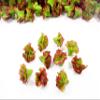 Dollhouse Miniatures Food Lot 50 Loose Red Lettuce Salad Vegetable 16367 view 4