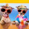 Cagemoga 12 Pieces Mexican Sombrero Headbands Mini Sombrero Party Hats for Kids Adults Dogs Pets view 3