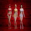 1/12 Scale Action Figure ,TBLeague T01 T02 T03 T04 T05 Female Super Seamless Flexible Body 6 inches Realistic Full Silicone Body with Stainless Steel Skeleton Collectable Doll (PHMB2019-T03B) view 4