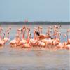 Noah Jigsaw Puzzle Flamingos, Birds, Celestun, Water, Yucatan, Mexico 1000 Pieces view 2