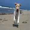 Noah Jigsaw Puzzle Fox Terrier Wirehair 1000 Pieces view 2