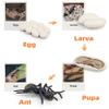 MIKNEKE Montessori Life Cycle Animal Figurines Learning & Education Toys, Plastic Insect Life Cycle Toys for Kids, Preschool Learning Activities for Toddlers (Plant Bee Ant) view 3