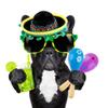 Cagemoga Fiesta Party Favors: 12 Sombrero Headbands and 12 Colorful Wooden Maracas for Mexican Themed Parties and Celebrations view 3