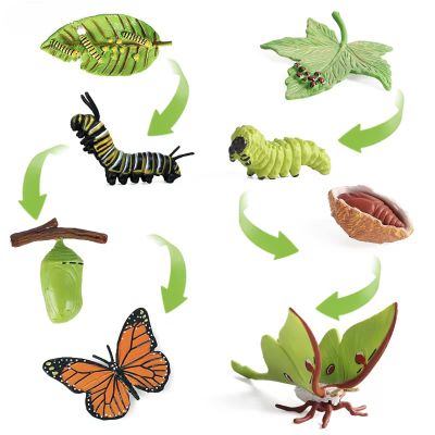 8PCS Life Cycle Figurines of Monarch Butterfly and Actias Ningpoana, Realistic Education Insects Life Cycle Toys, Caterpillar to Butterfly Kit Growth Life Stages Figures for Learning and Teaching Aids
