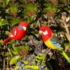 2023 New Electric Battery Operated Control Voice Parrots - Vivid Voice-Activated Chirping Fluttering Birds Toys, Cute Electronic Pets Simulation Birds, Realistic Parakeet for Garden, Home (Red) view 4