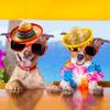 Sonarun 24 Pack Cinco De Mayo Fiesta Headband Mexican Sombrero Headbands for Kids Adult Mexican Theme Birthday Party Decorations Photo Props Party Favors view 3