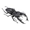 [European Miyama Stag Rattle (Black) ] Ikimono Large Illustrated Book Kuwagata 05 view 1