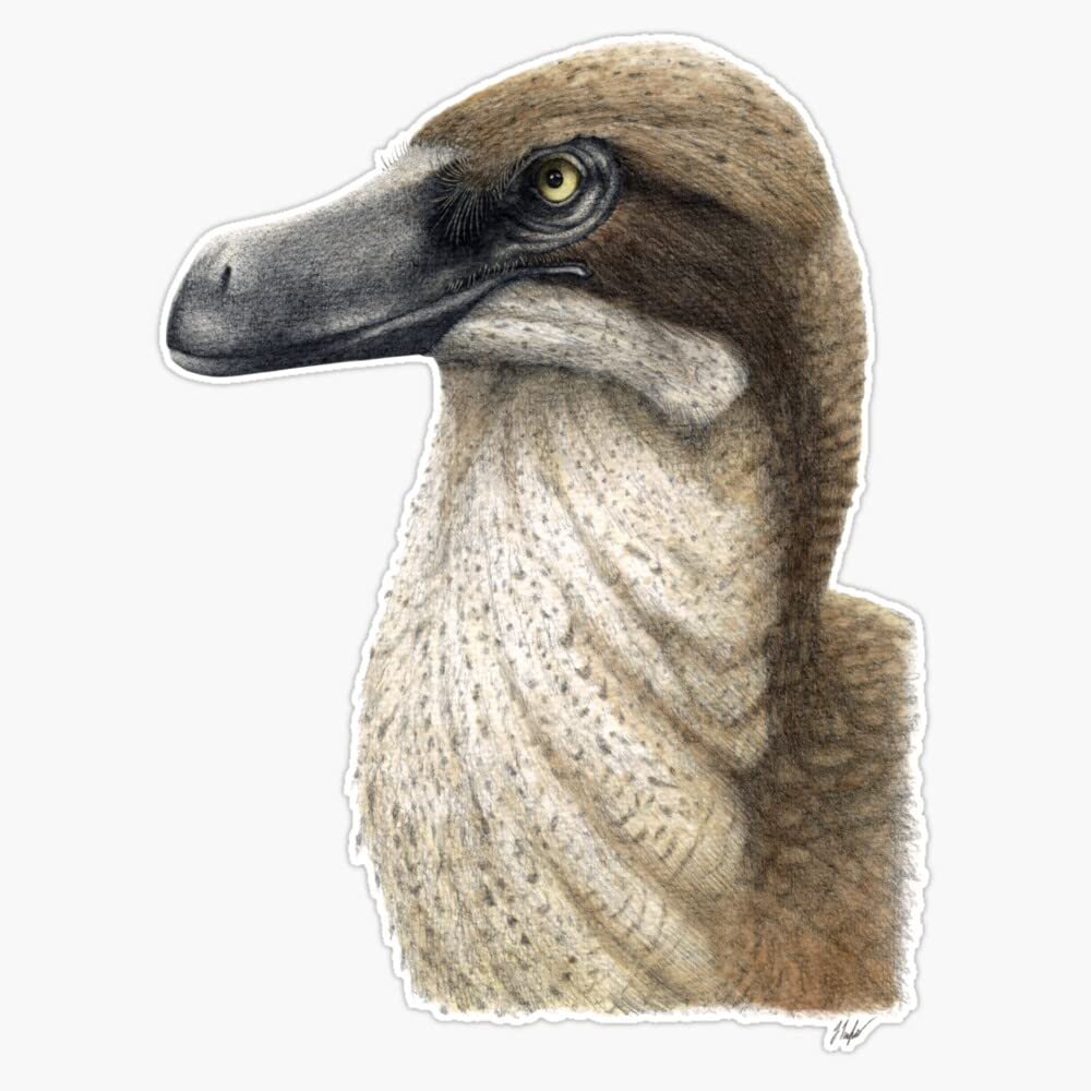 Acheroraptor Sticker Decal Size 5"