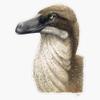 Acheroraptor Sticker Decal Size 5" view 1