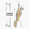 Terminal Velociraptor Sticker Decal Size 5" view 1