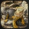 Galapagos - Compatible with View-Master 2 Reel Set - New view 4