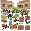 Mbrain Life Cycle Learning & Education Toys,Montessori Toys Figurines for Frog, Butterfly, Ladybug,Plants Kit,Gift for Girl & Boy for 3 4 5 Year Old view 1