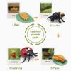 Mbrain Life Cycle Learning & Education Toys,Montessori Toys Figurines for Frog, Butterfly, Ladybug,Plants Kit,Gift for Girl & Boy for 3 4 5 Year Old view 4