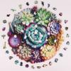 Mys Aurora Unique Wooden Jigsaw Puzzles - Mandala Succulent Plants, 500 Pcs King Size 16.9'' x 16.3'', Luxurious Shaped Wood Puzzle, Beautiful Package, Best Gift for Adults and Kids, Family Game view 2