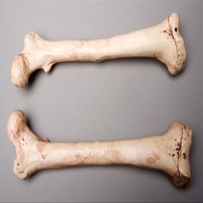 212 Main Aged Left Femur Bone