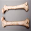 212 Main Aged Left Femur Bone view 1