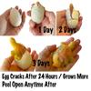 1 Hatch a Turtle Ocean Animal Grow in Water - Add Water and it Grows up to 4" - Sea Critter Toy Bath Fun Science Expanding Novelty Magic Absorbent Polymer Toy view 3