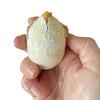 1 Hatch a Turtle Ocean Animal Grow in Water - Add Water and it Grows up to 4" - Sea Critter Toy Bath Fun Science Expanding Novelty Magic Absorbent Polymer Toy view 4