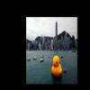 10ft Outdoor Giant Inflatable Promotion Yellow Rubber Duck Floats Pool Lake view 4