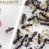Anthouse.ES - 3D Modular Anthills - QBIK One Model - 6.78x6.78x5 cm - Ant Colonies - Terrarium - Large view 3