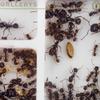 Anthouse.ES - 3D Modular Anthills - QBIK Duo Model - 6.78x12.78x5 cm - Ant Colonies - Terrarium - Large view 3