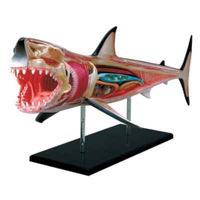 HIRNER Model Teaching Model Simulation Animal Model Shark Anatomy Model Biology Teaching Models Interesting Puzzle Assembly Teaching Model for Teaching