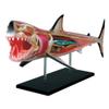 HIRNER Model Teaching Model Simulation Animal Model Shark Anatomy Model Biology Teaching Models Interesting Puzzle Assembly Teaching Model for Teaching view 1