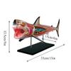 HIRNER Model Teaching Model Simulation Animal Model Shark Anatomy Model Biology Teaching Models Interesting Puzzle Assembly Teaching Model for Teaching view 2