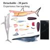 HIRNER Model Teaching Model Simulation Animal Model Shark Anatomy Model Biology Teaching Models Interesting Puzzle Assembly Teaching Model for Teaching view 4