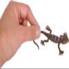 HAPPY DEALS ~ Lizard Figures | 12 Pc | Reptile Animals Toys | 5 Inch Size view 2