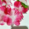 200pcs Hawaiian Leis for Beach Party Decors , Luau Birthday Party Decorations, Hawaiian Necklace Silk Flower leis for Luau Beach Birthday Party Decorations and Party Supplies view 3