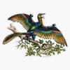 Archaeopteryx Sticker Decal Size 5" view 1