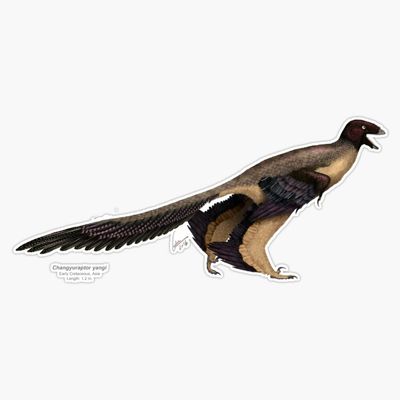 Changyuraptor Yangi Sticker Decal Size 5"