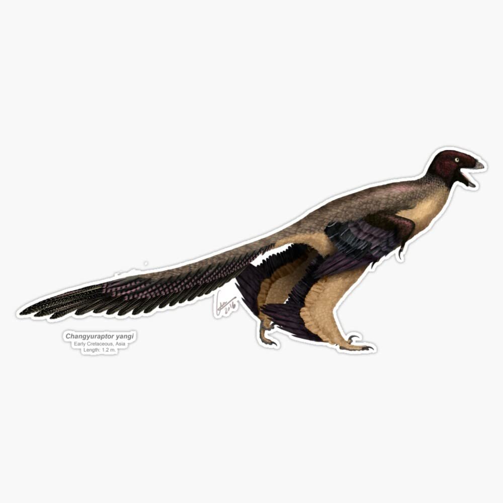 Changyuraptor Yangi Sticker Decal Size 5"