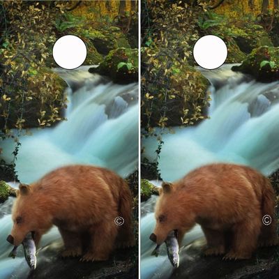 Cornhole Wrap BEAR FISHING IN RIVER Nature Scene