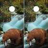 Cornhole Wrap BEAR FISHING IN RIVER Nature Scene view 1