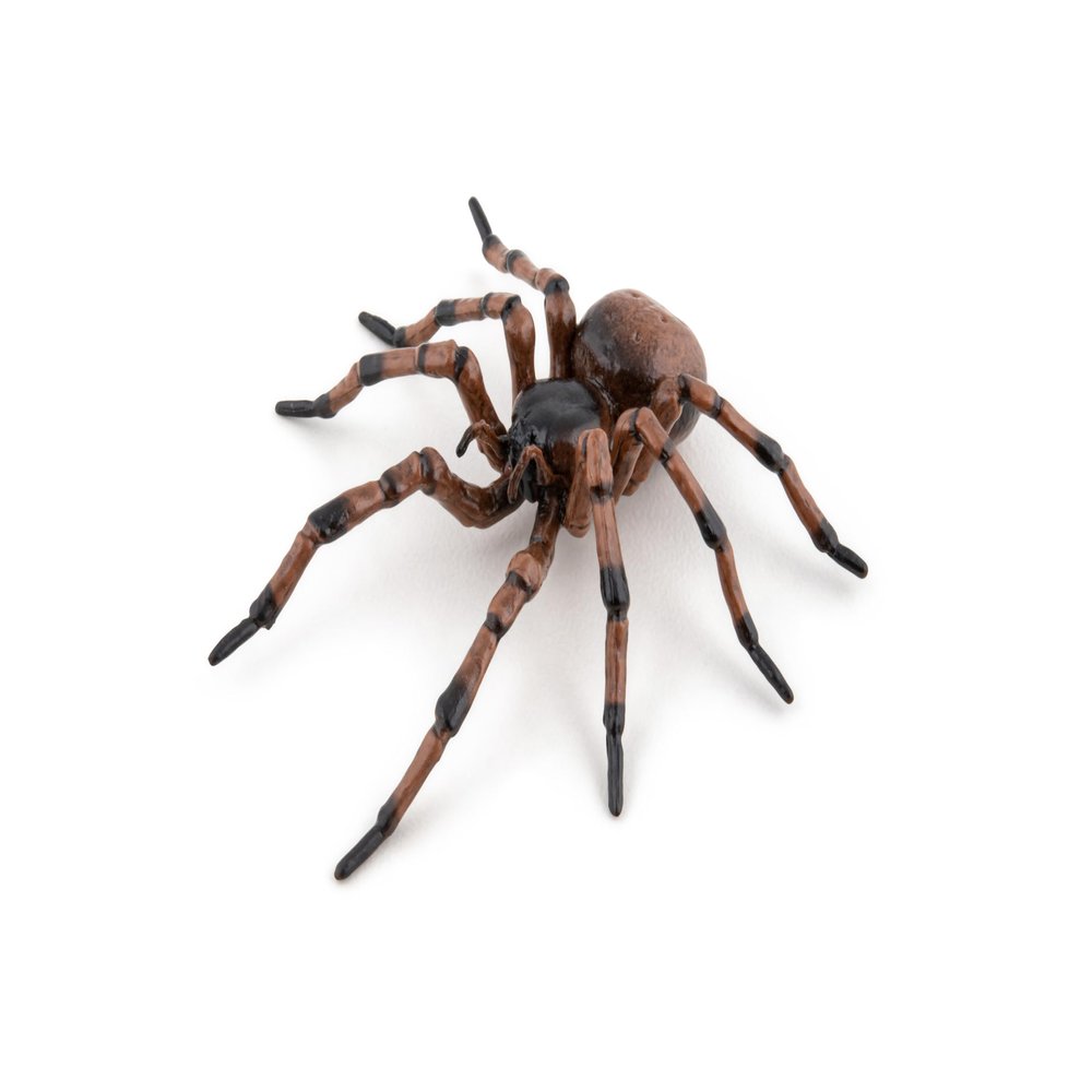 Papo - Hand-Painted - Figurine - Common Spider - 50292 - Wildlife - Garden Animals - Collectible - for Children - Suitable for Boys and Girls- from 3 Years Old