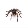 Papo - Hand-Painted - Figurine - Common Spider - 50292 - Wildlife - Garden Animals - Collectible - for Children - Suitable for Boys and Girls- from 3 Years Old view 2