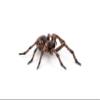 Papo - Hand-Painted - Figurine - Common Spider - 50292 - Wildlife - Garden Animals - Collectible - for Children - Suitable for Boys and Girls- from 3 Years Old view 3