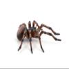 Papo - Hand-Painted - Figurine - Common Spider - 50292 - Wildlife - Garden Animals - Collectible - for Children - Suitable for Boys and Girls- from 3 Years Old view 4