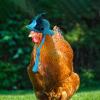 ComiMag 6 Pieces Chicken Hats, Doll Hats, Bear Clothes, Stuffed Animal Clothing, Chicken Helmets view 3