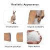 Andux Realistic Animals Figures Toys Marine Life Wild Jungle Learning Educational Playset FZDW-03 (Kangaroo) view 3